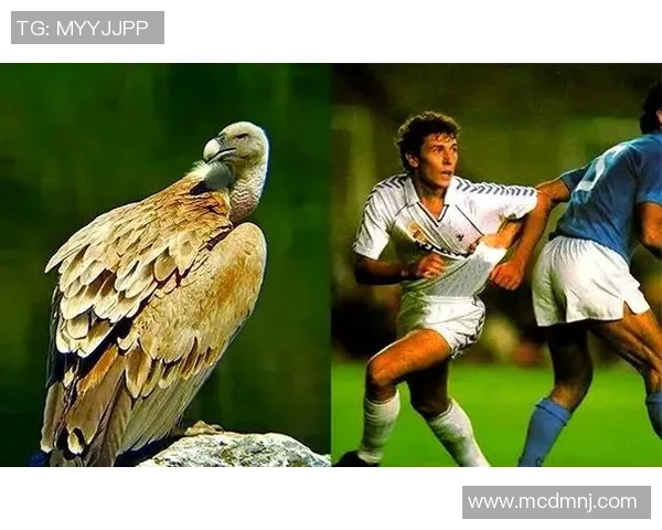 足球场上的传奇外号揭秘各类明星背后的故事与意义 足球场上的传奇外号揭秘各类明星背后的故事与意义